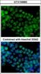 Spalt Like Transcription Factor 4 antibody, GTX109983, GeneTex, Immunofluorescence image 