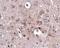 Protocadherin 18 antibody, NBP1-77005, Novus Biologicals, Immunohistochemistry frozen image 