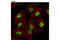 KI-67 antibody, 11882S, Cell Signaling Technology, Immunofluorescence image 