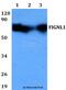 Fidgetin Like 1 antibody, A11057, Boster Biological Technology, Western Blot image 