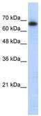 KIAA0426 antibody, TA334231, Origene, Western Blot image 