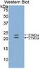 Endothelin 1 antibody, abx100919, Abbexa, Enzyme Linked Immunosorbent Assay image 