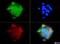 Insulin Like Growth Factor 1 Receptor antibody, NBP1-77680, Novus Biologicals, Immunofluorescence image 
