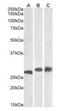 Phosphoglycerate Mutase 2 antibody, orb18654, Biorbyt, Western Blot image 
