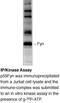 FYN Proto-Oncogene, Src Family Tyrosine Kinase antibody, 13-7800, Invitrogen Antibodies, Western Blot image 