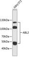 ABL Proto-Oncogene 2, Non-Receptor Tyrosine Kinase antibody, 23-831, ProSci, Western Blot image 