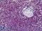 Cyclin Dependent Kinase 6 antibody, LS-B5388, Lifespan Biosciences, Immunohistochemistry frozen image 