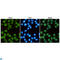SWI/SNF Related, Matrix Associated, Actin Dependent Regulator Of Chromatin, Subfamily A, Member 4 antibody, LS-C812896, Lifespan Biosciences, Immunofluorescence image 