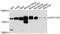 Guanylate Cyclase 1 Soluble Subunit Alpha 1 antibody, A12710, ABclonal Technology, Western Blot image 