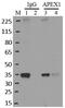 Apurinic/Apyrimidinic Endodeoxyribonuclease 1 antibody, MA1-440, Invitrogen Antibodies, Immunoprecipitation image 