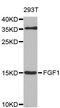 Fibroblast Growth Factor 1 antibody, MBS126758, MyBioSource, Western Blot image 