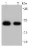Peroxiredoxin 1 antibody, NBP2-67042, Novus Biologicals, Western Blot image 