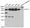 POU Class 2 Homeobox 1 antibody, abx001413, Abbexa, Western Blot image 