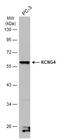 Potassium Voltage-Gated Channel Modifier Subfamily G Member 4 antibody, GTX106058, GeneTex, Western Blot image 