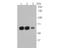 Serpin Family C Member 1 antibody, NBP2-80391, Novus Biologicals, Western Blot image 