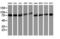 TNF Receptor Associated Protein 1 antibody, M02426-2, Boster Biological Technology, Western Blot image 