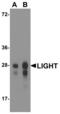 TNF Superfamily Member 14 antibody, LS-C669101, Lifespan Biosciences, Western Blot image 