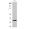 NAD(P)HX Epimerase antibody, LS-C381941, Lifespan Biosciences, Western Blot image 