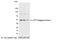 KT3 epitope tag antibody, A190-129A, Bethyl Labs, Western Blot image 