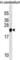 Transgelin 3 antibody, abx030281, Abbexa, Western Blot image 