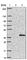 Solute Carrier Family 25 Member 16 antibody, HPA044580, Atlas Antibodies, Western Blot image 