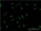 Zinc Finger And BTB Domain Containing 20 antibody, H00026137-M01, Novus Biologicals, Immunofluorescence image 