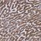 WD Repeat Domain 19 antibody, HPA039616, Atlas Antibodies, Immunohistochemistry frozen image 