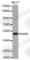 Retinoid X Receptor Alpha antibody, A3328, ABclonal Technology, Western Blot image 