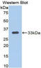 Calpain 1 antibody, LS-C740161, Lifespan Biosciences, Western Blot image 