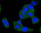 A-Raf Proto-Oncogene, Serine/Threonine Kinase antibody, A02061-3, Boster Biological Technology, Immunocytochemistry image 