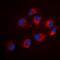 Insulin Receptor Substrate 1 antibody, LS-C368391, Lifespan Biosciences, Immunofluorescence image 