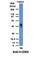 CD63 Molecule antibody, NBP2-44807, Novus Biologicals, Western Blot image 