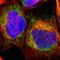 Translocase Of Outer Mitochondrial Membrane 6 antibody, NBP1-90688, Novus Biologicals, Immunofluorescence image 