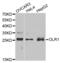 Oxidized Low Density Lipoprotein Receptor 1 antibody, abx001381, Abbexa, Western Blot image 