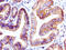 Growth Differentiation Factor 9 antibody, LS-C318064, Lifespan Biosciences, Immunohistochemistry paraffin image 