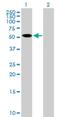 Zinc Finger Protein 410 antibody, H00057862-B01P, Novus Biologicals, Western Blot image 