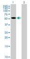 Zinc finger protein 410 antibody, H00057862-B01P, Novus Biologicals, Western Blot image 