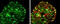 Paxillin antibody, GTX125891, GeneTex, Immunocytochemistry image 