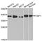 Poly(RC) Binding Protein 1 antibody, A1044, ABclonal Technology, Western Blot image 