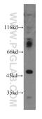 Protein Phosphatase, Mg2+/Mn2+ Dependent 1B antibody, 13193-1-AP, Proteintech Group, Western Blot image 