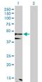 Flotillin 1 antibody, H00010211-D01P, Novus Biologicals, Western Blot image 