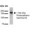 Protocadherin Gamma Subfamily A, 3 antibody, MA5-27616, Invitrogen Antibodies, Western Blot image 