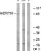 R3H Domain And Coiled-Coil Containing 1 Like antibody, PA5-39194, Invitrogen Antibodies, Western Blot image 