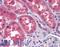 Twist-related protein 2 antibody, LS-B4547, Lifespan Biosciences, Immunohistochemistry frozen image 