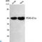 Pyruvate Dehydrogenase E1 Alpha 1 Subunit antibody, LS-C814107, Lifespan Biosciences, Western Blot image 