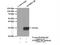 Apolipoprotein B MRNA Editing Enzyme Catalytic Subunit 3B antibody, 14559-1-AP, Proteintech Group, Immunoprecipitation image 