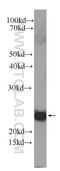 Interleukin 1 Family Member 10 antibody, 60319-1-Ig, Proteintech Group, Western Blot image 