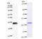 Interferon Regulatory Factor 3 antibody, LS-C342311, Lifespan Biosciences, Western Blot image 