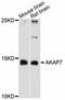 A-Kinase Anchoring Protein 7 antibody, abx125509, Abbexa, Western Blot image 