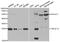 TNF Superfamily Member 12 antibody, MBS2523625, MyBioSource, Western Blot image 